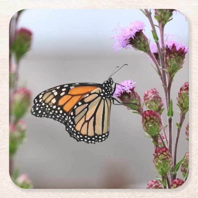 Porta-copo De Papel Quadrado Minarch Trivet (Frente)