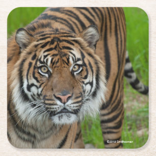 Porta-copo De Papel Quadrado modelo