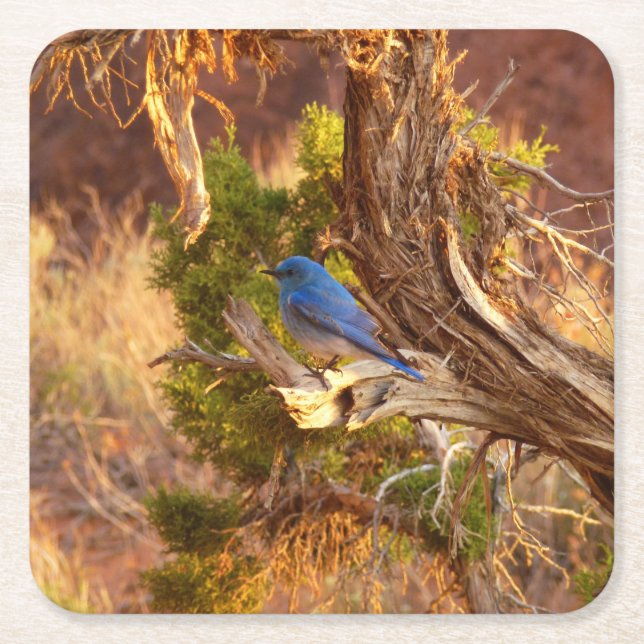Porta-copo De Papel Quadrado Mountain Bluebird no Parque Nacional de Arches (Frente)