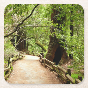 Porta-copo De Papel Quadrado Muir Woods Path II - Fotografia natural