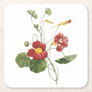 Porta-copo De Papel Quadrado nasturtium(Tropaeolum majus) por Redouté