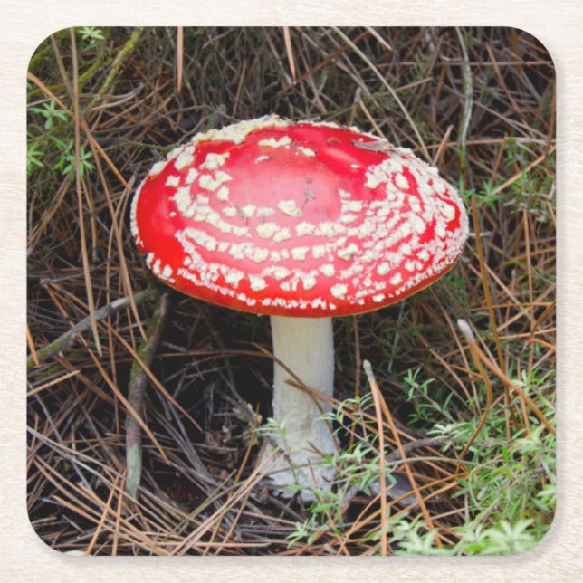 Porta-copo De Papel Quadrado Nova Zelândia, Rotorua, Zona Vulcânica de Taupo (Frente)