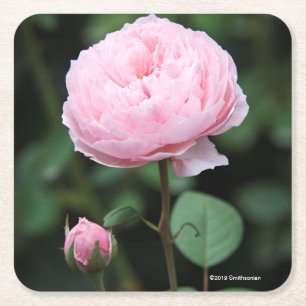 Porta-copo De Papel Quadrado O castelo de Alnwick aumentou