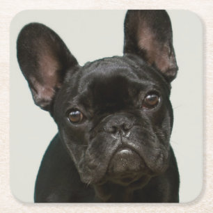 Porta-copo De Papel Quadrado O filhote de cachorro o mais bonito do buldogue