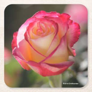 Porta-copo De Papel Quadrado O prazer dobro aumentou