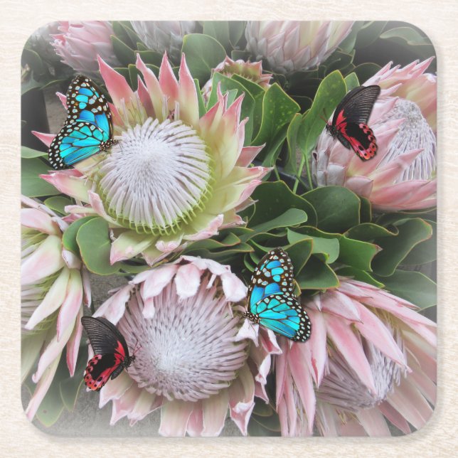 Porta-copo De Papel Quadrado O Rei Protea (Frente)