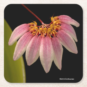 Porta-copo De Papel Quadrado Orquídea cor-de-rosa tropical