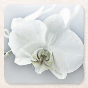 Porta-copo De Papel Quadrado Orquídea Phalaenopsis Branca