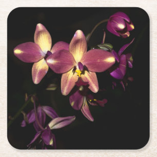 Porta-copo De Papel Quadrado Orquídeas lindas