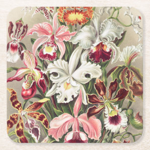 Porta-copo De Papel Quadrado Orquídeas, Orchideae Denusblumen por Ernst Haeckel