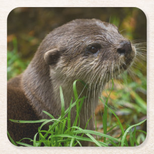 Porta-copo De Papel Quadrado Otter Splash