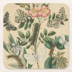 Porta-copo De Papel Quadrado Palcos da vida da borboleta pelo Vision Studio