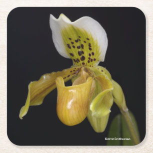 Porta-copo De Papel Quadrado Paphiopedilum Exul