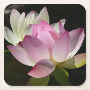 Porta-copo De Papel Quadrado Par de Flores de Lotus II