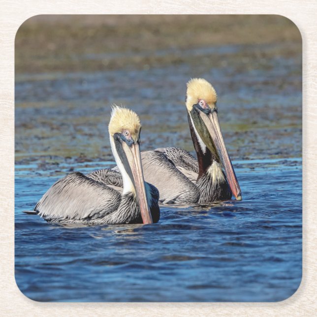 Porta-copo De Papel Quadrado Par de Pelicanos (Frente)