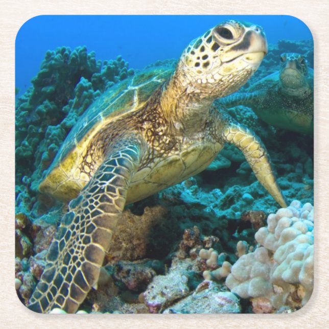 Porta-copo De Papel Quadrado Pares da tartaruga (Frente)