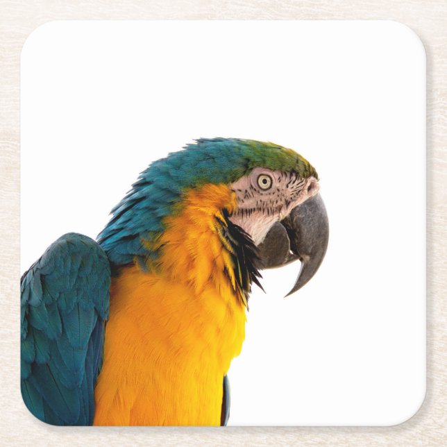 Porta-copo De Papel Quadrado Parrot Post-it Notes (Frente)