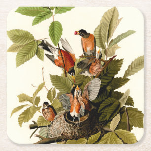 Porta-copo De Papel Quadrado Pássaro Americano Robin Wildlife