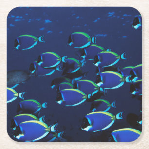 Porta-copo De Papel Quadrado Peixe-cirurgião-azul-pó em cardume