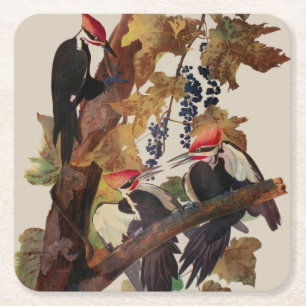 Porta-copo De Papel Quadrado Pica-Pau-Grande de John James Audubon Impressão de