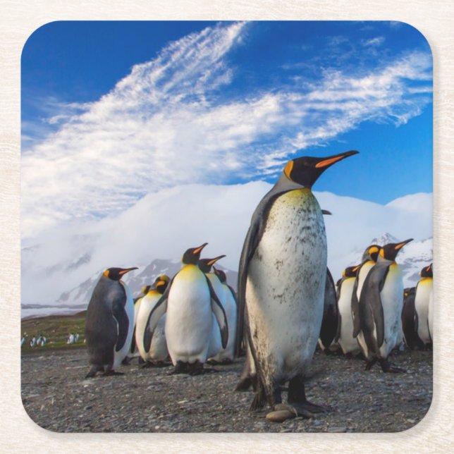 Porta-copo De Papel Quadrado Pinguins Marching Blue Sky (Frente)