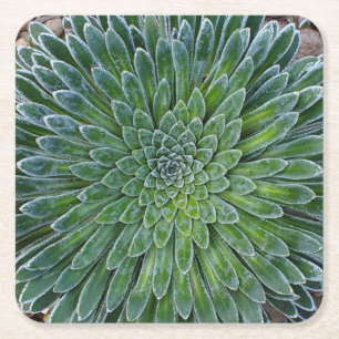 Porta-copo De Papel Quadrado Planta de deserto do Succulent
