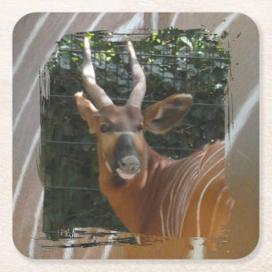 Porta-copo De Papel Quadrado Porta copos da Borda do Bongo Antelope da Pele