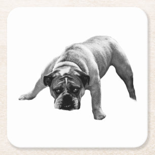 Porta-copo De Papel Quadrado Porta copos de Bulldog