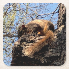 Porta-copo De Papel Quadrado Porta copos de Esquilo