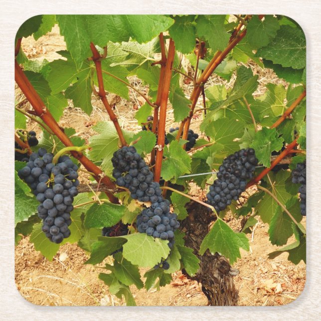 Porta-copo De Papel Quadrado Porta copos de papel de Uvas (Frente)