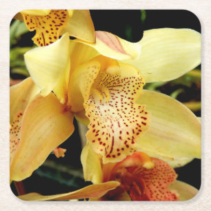 Porta-copo De Papel Quadrado Porta copos de Papel Orquídeo de Cymbidium Amarelo