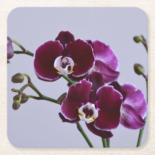 Porta-copo De Papel Quadrado Porta copos de papel orquídeo roxo