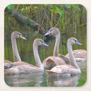 Porta-copo De Papel Quadrado Porta copos Jovem do Partido Swan