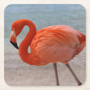 Porta-copo De Papel Quadrado Praias Tropicais Caribe Flamingo, Aruba