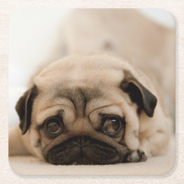 Porta-copo De Papel Quadrado Pug da fêmea de Tan (Frente)