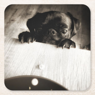 Porta-copo De Papel Quadrado pug que espreita no bw