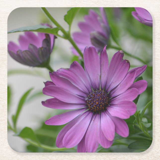 Porta-copo De Papel Quadrado Purple Daisy Party (Frente)