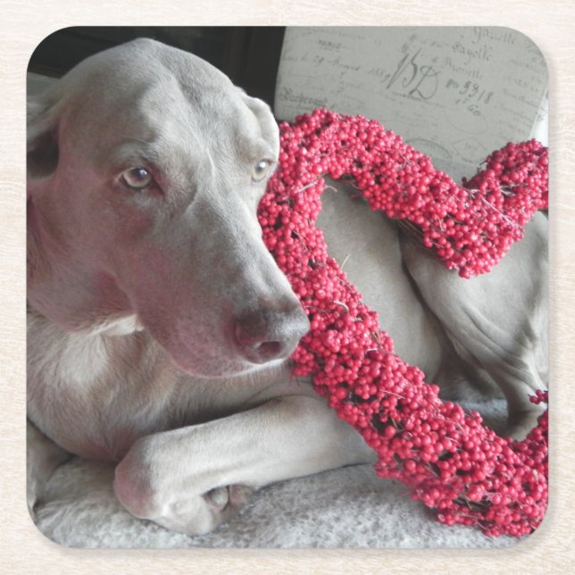Porta-copo De Papel Quadrado Rain's Love - Weimaraner Dog Paper Porta copos (Frente)