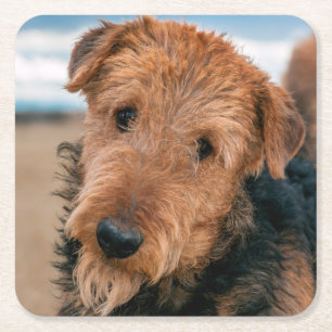 Porta-copo De Papel Quadrado Retrato de Airedale Terrier 2