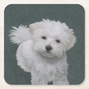 Porta-copo De Papel Quadrado Retrato de estimação de cachorrinho branco