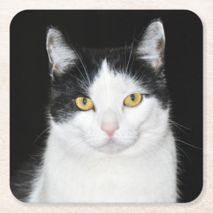 Porta-copo De Papel Quadrado Retrato preto e branco do gato