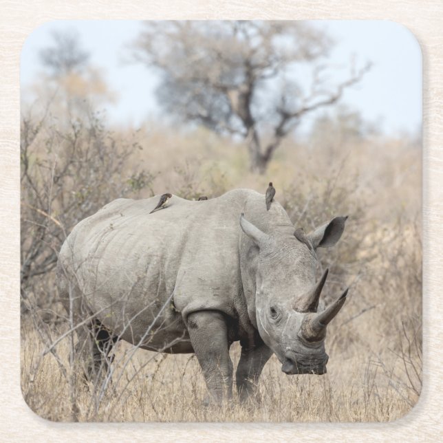 Porta-copo De Papel Quadrado Rhino Branco (Frente)