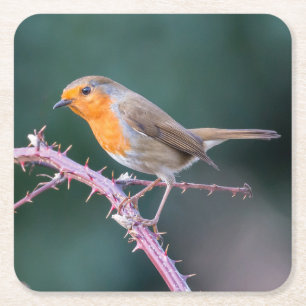 Porta-copo De Papel Quadrado Robin Perch em um Blackberry Branch