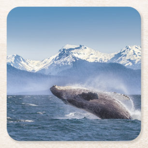 Porta-copo De Papel Quadrado Rompendo a baleia de Humpback em Alaska