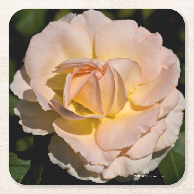 Porta-copo De Papel Quadrado Rosa de chá (Frente)