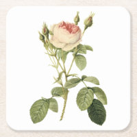 rosa de dois musos por Redouté