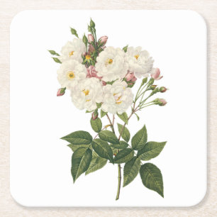 Porta-copo De Papel Quadrado rosa (Rosa noisettiana), por Redouté,