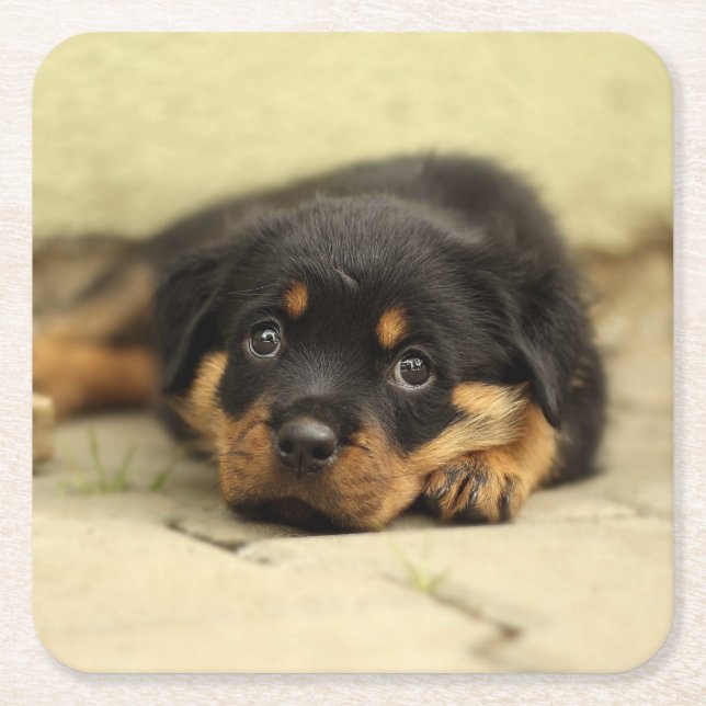 Porta-copo De Papel Quadrado Rottweiler20150901 (Frente)