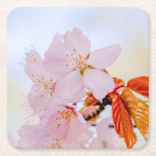 Porta-copo De Papel Quadrado Sakura - Cerejeira japonesa