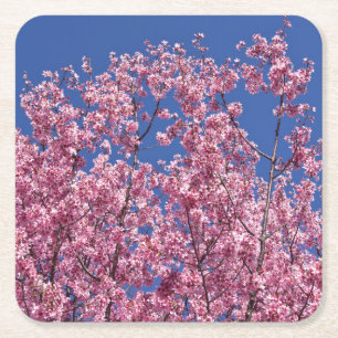 Porta-copo De Papel Quadrado Sakura Cherry Blossoms No Azul